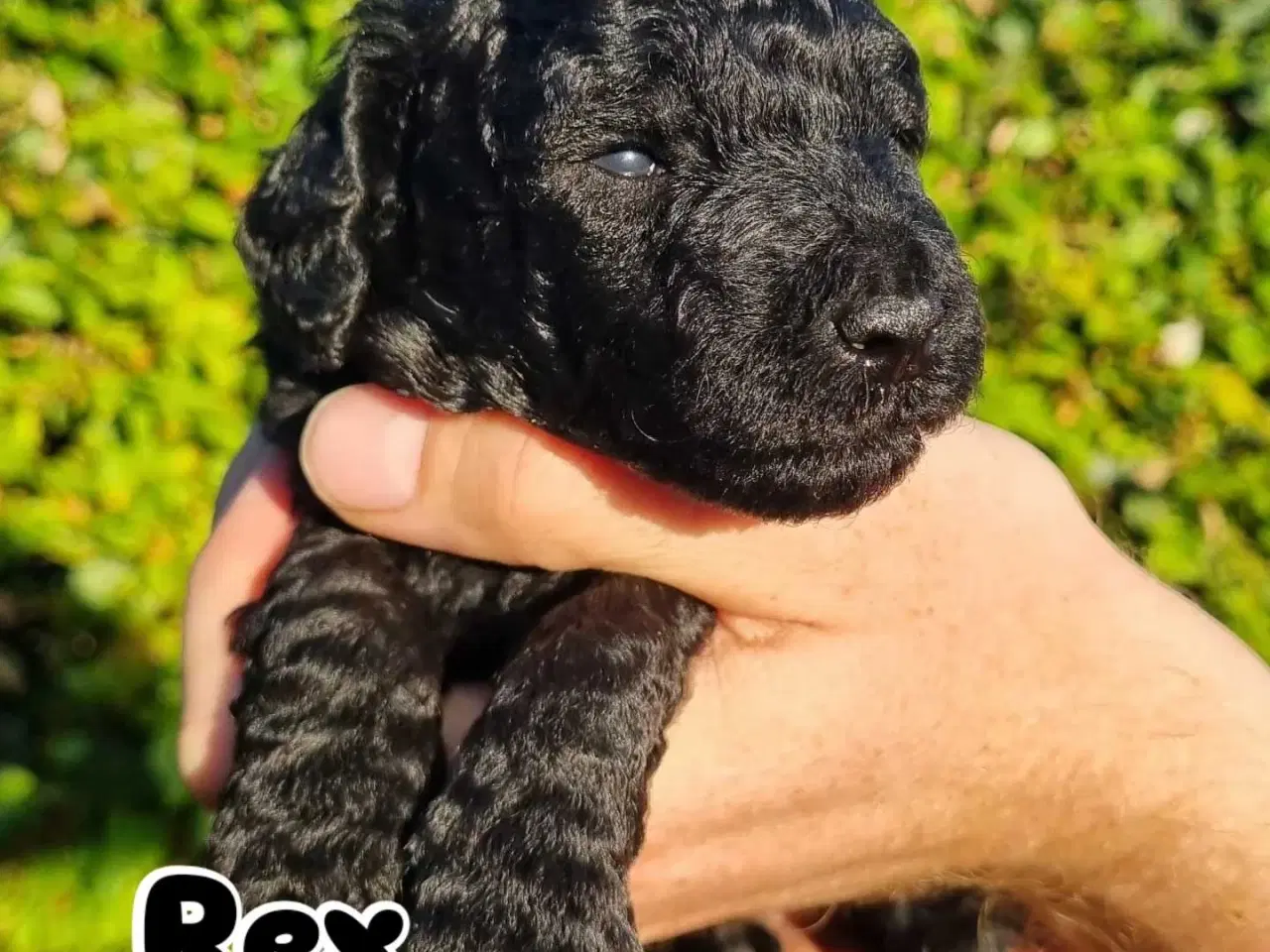Billede 5 - Golden Doodle F1b hvalpe – klar til nye hjem i okt