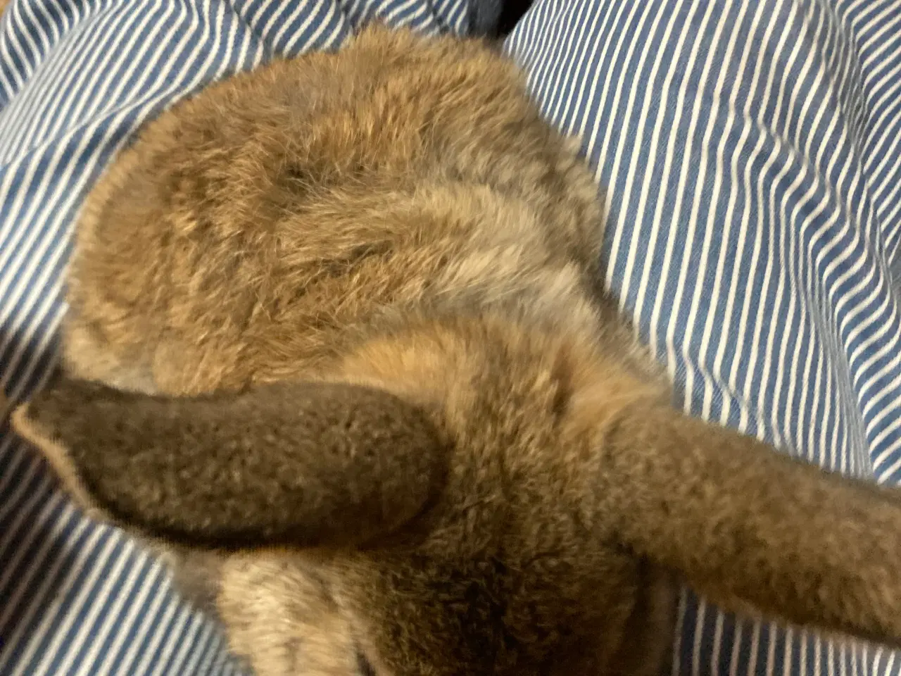 Billede 6 - Kaninunger søger nyt hjem