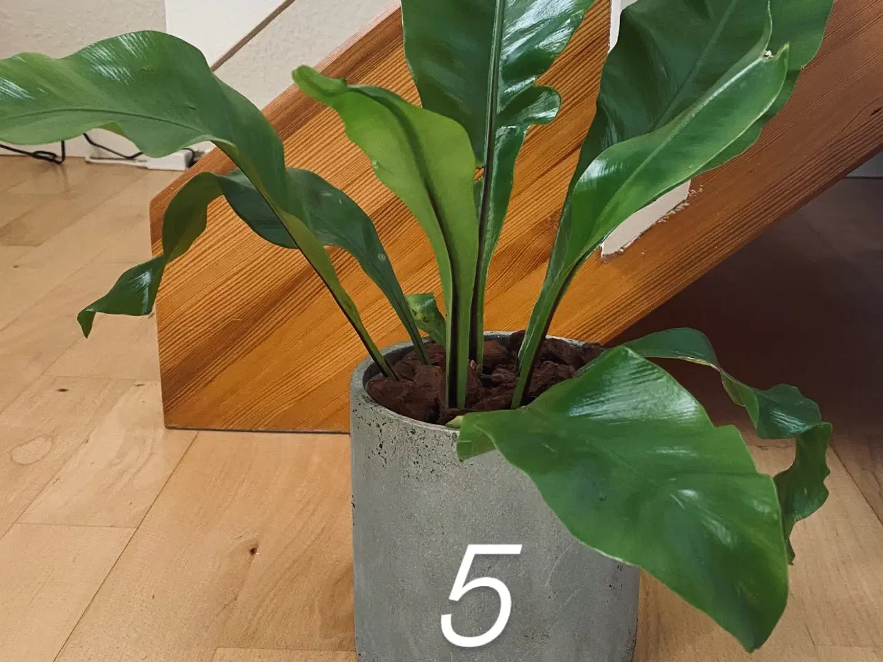 Billede 3 - Plants indendørs planter