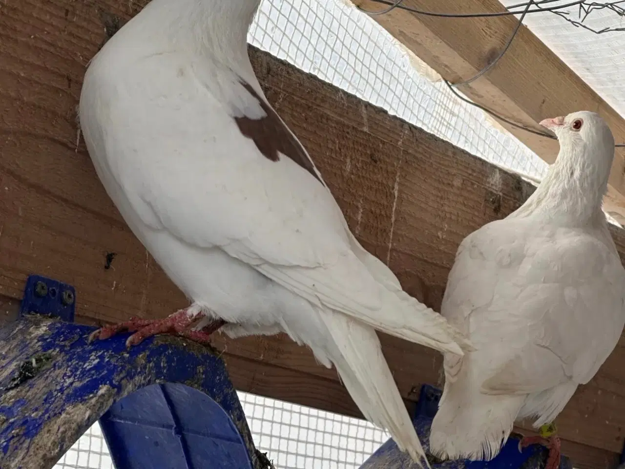 Billede 7 - 30 stk Duer