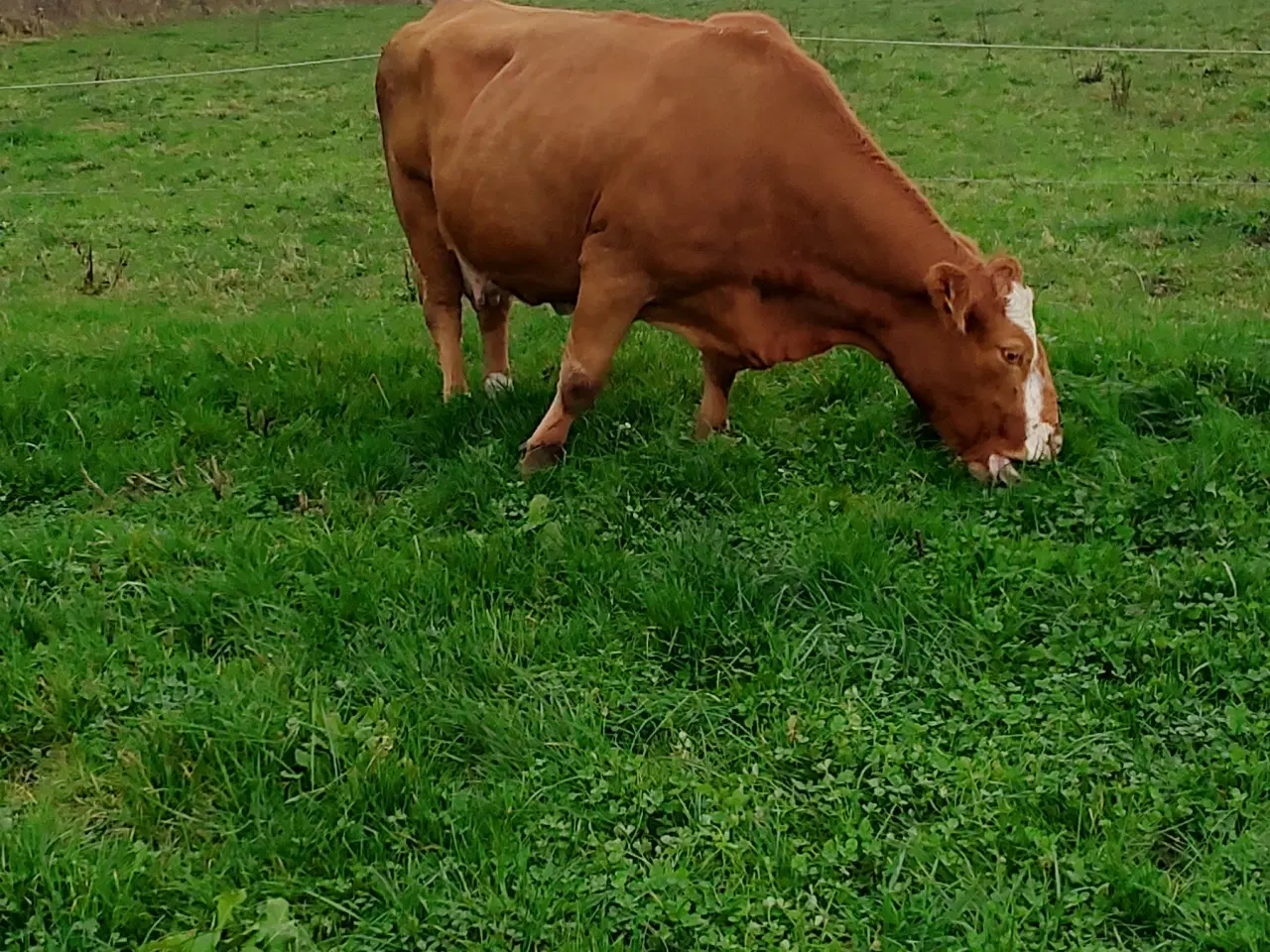 Billede 6 - Kødkvægs køer