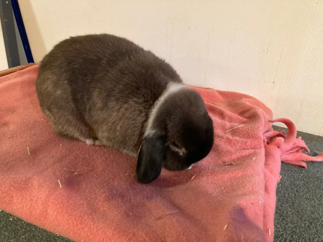 Billede 2 - KASTRERET Minilop dreng