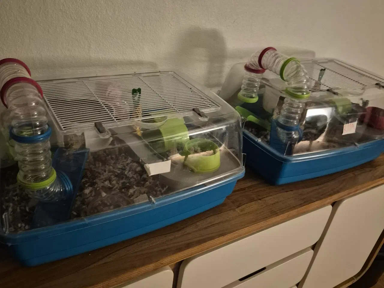 Billede 2 - Søde dværghamstere søger nyt hjem