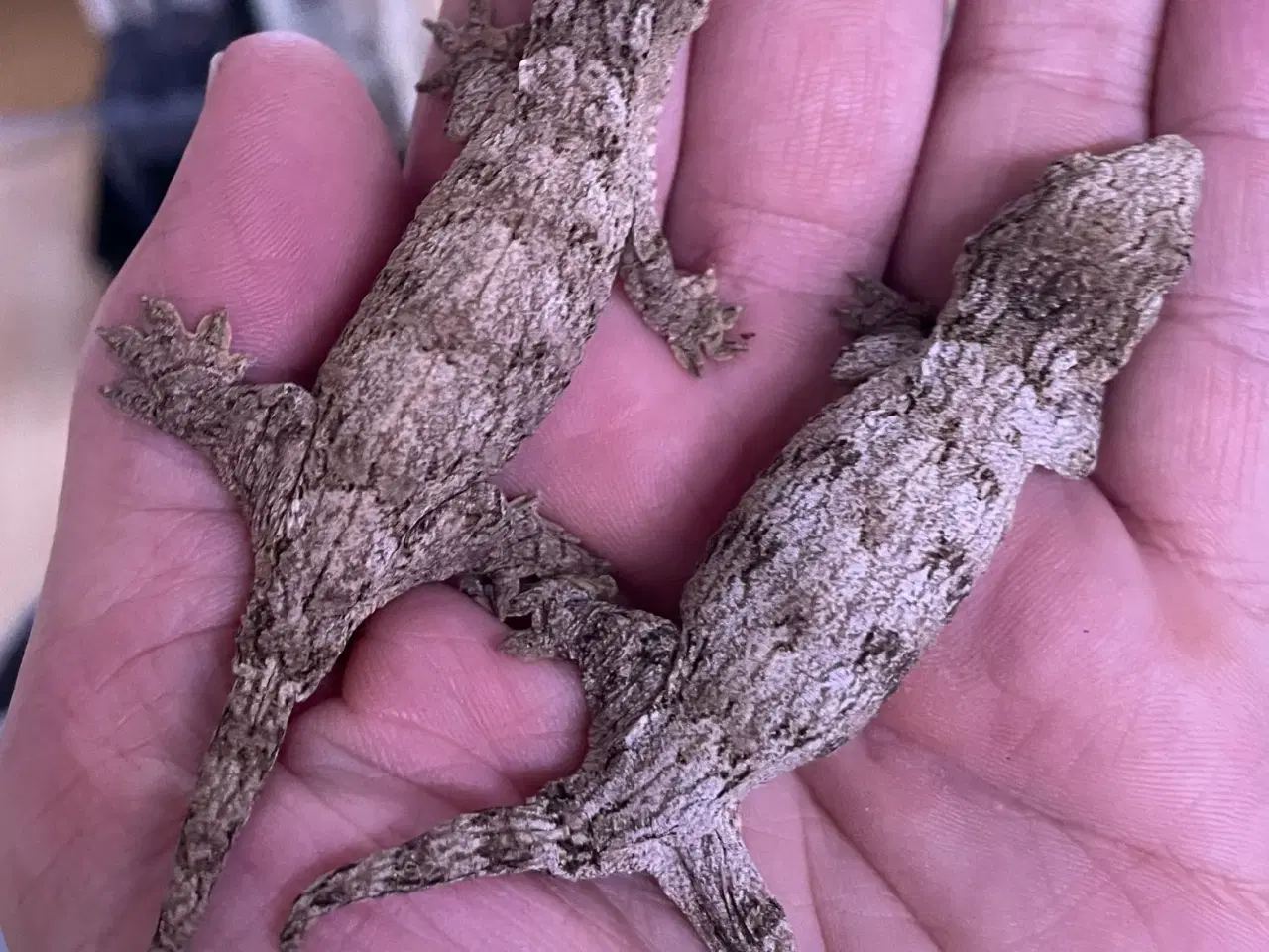 Billede 6 - Gekko’er fra Ny kaledonien