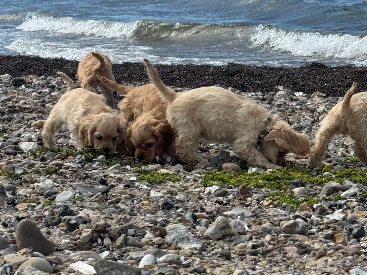 Billede 4 - Rejseklar 🧳 Skønne Amerikanske Cockerspaniel 