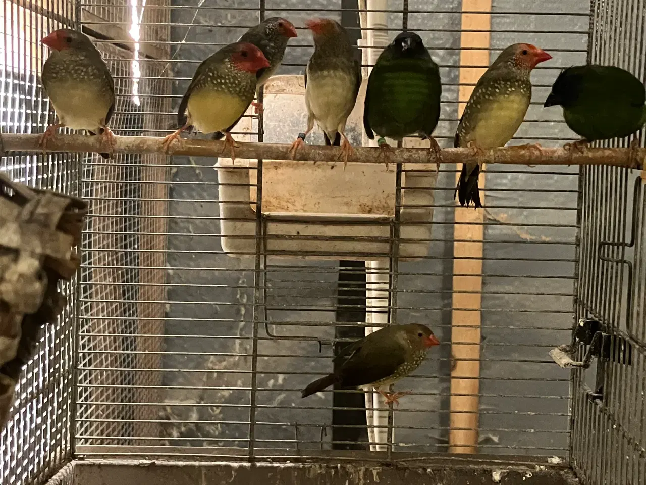 Billede 1 - Rødhovedet sivastrild