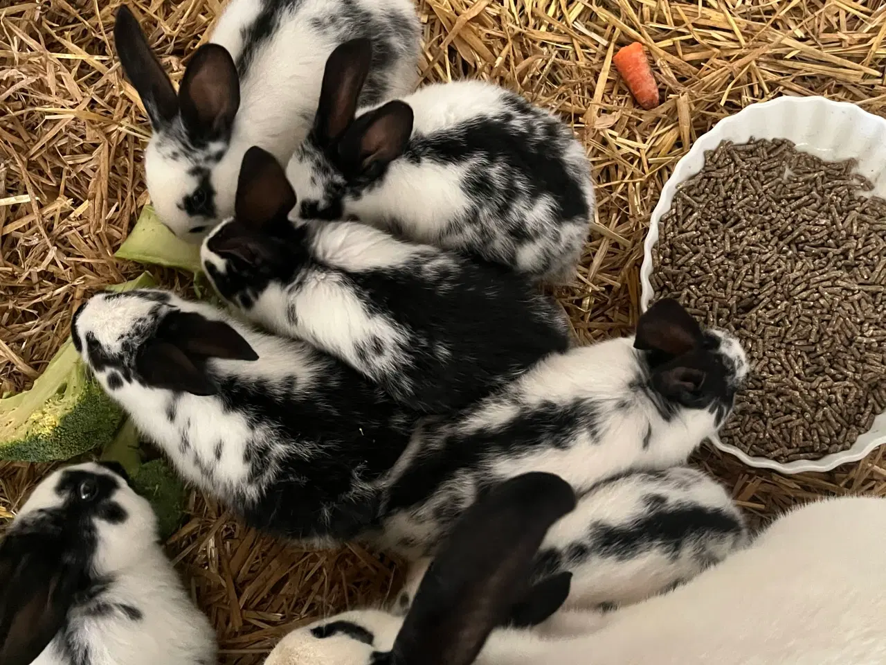 Billede 2 - Tysk kæmpe scheke unger