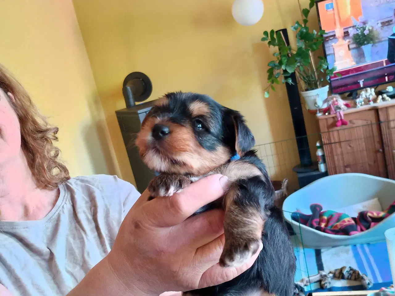 Billede 5 - Yorkshire Terrier hvalpe 