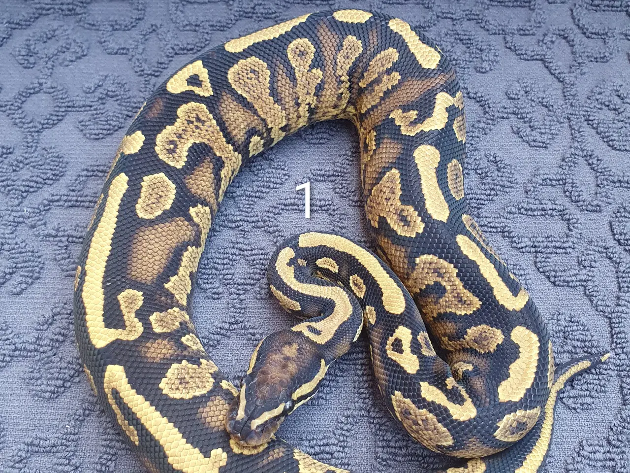 Billede 1 - Kongepython morfer..