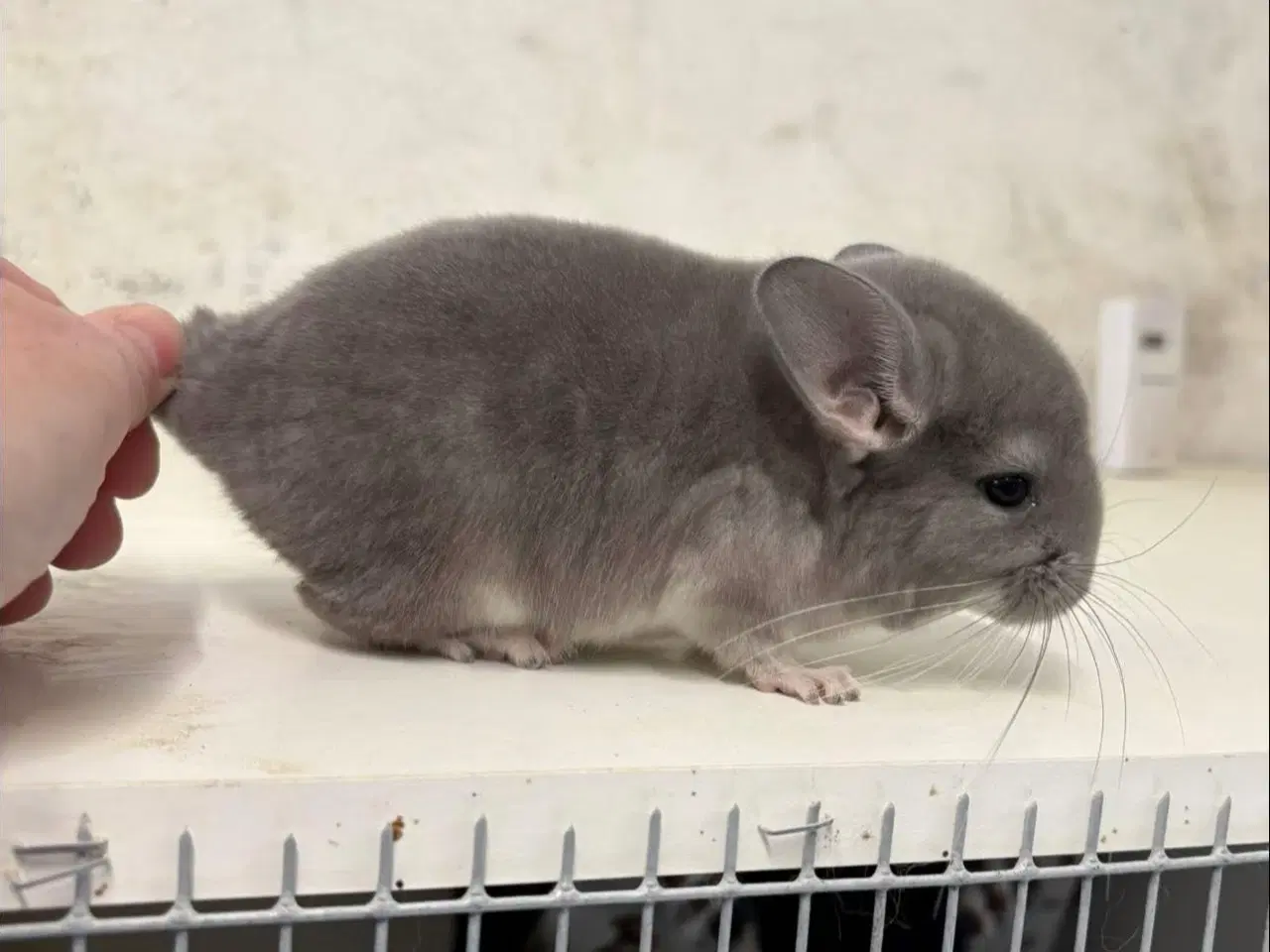 Billede 2 - Violet poss sc dreng 