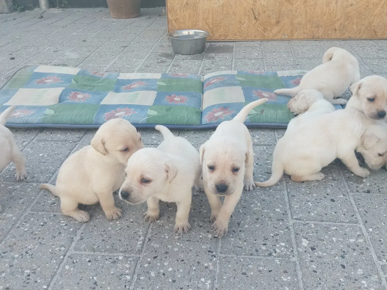 Billede 3 - Gule Labrador hvalpe.