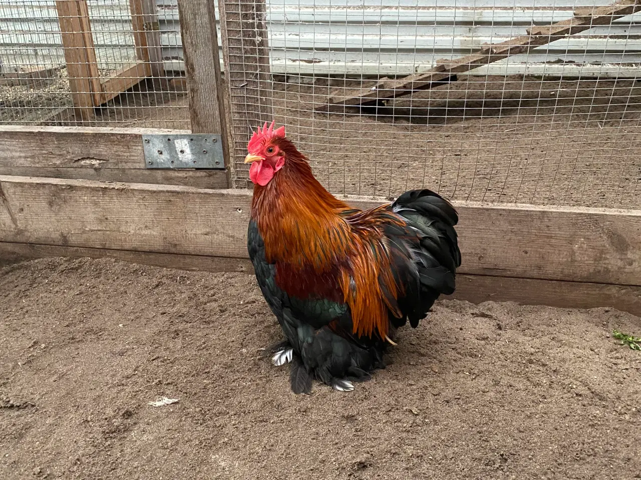 Billede 4 - Rugeæg fra dværghøns 