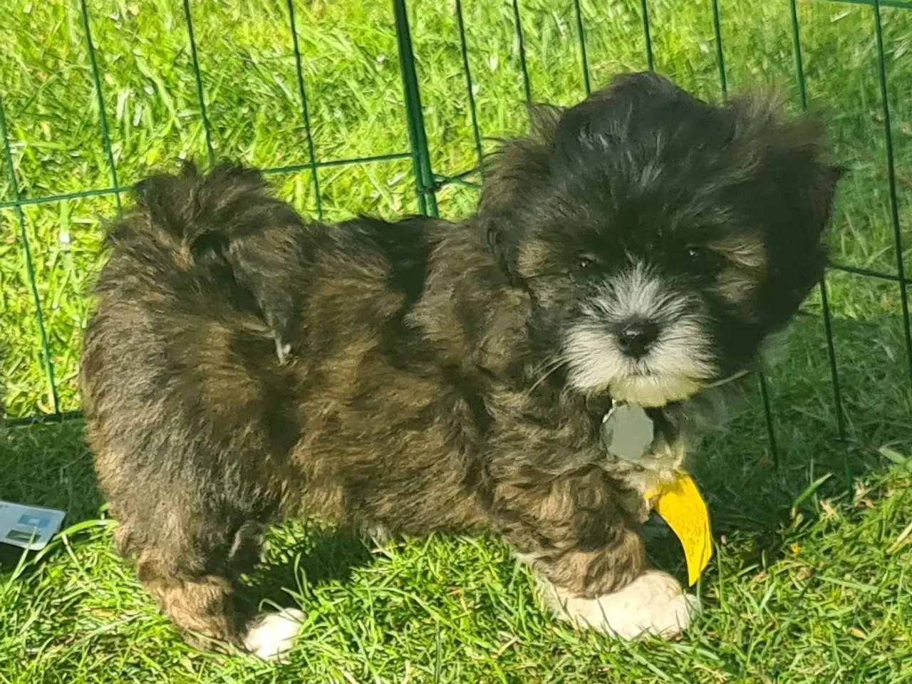 Billede 4 - Lhasa Apso hvalp med stambog