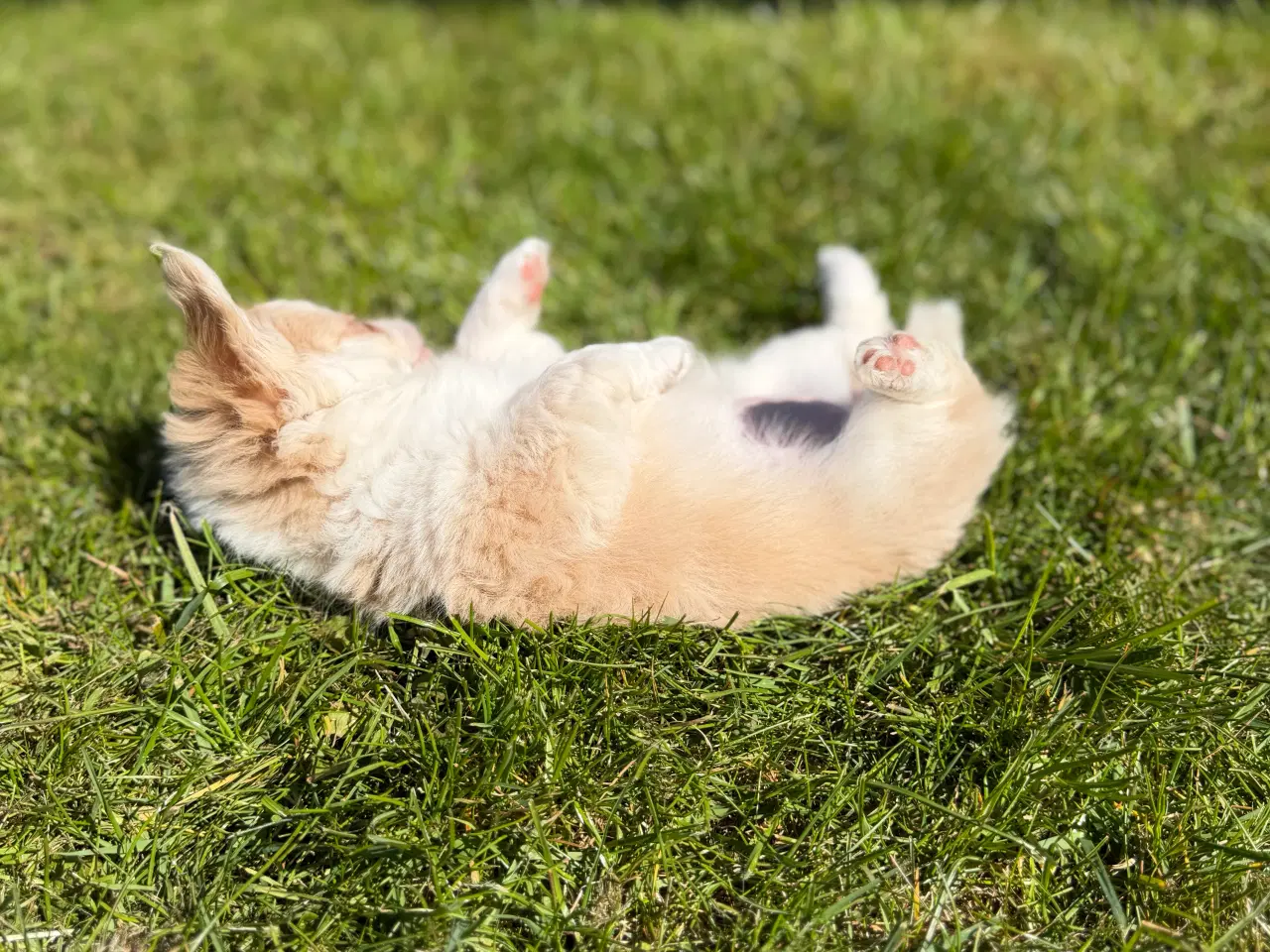 Billede 5 - Chihuahua tæve biege favn flytteklar