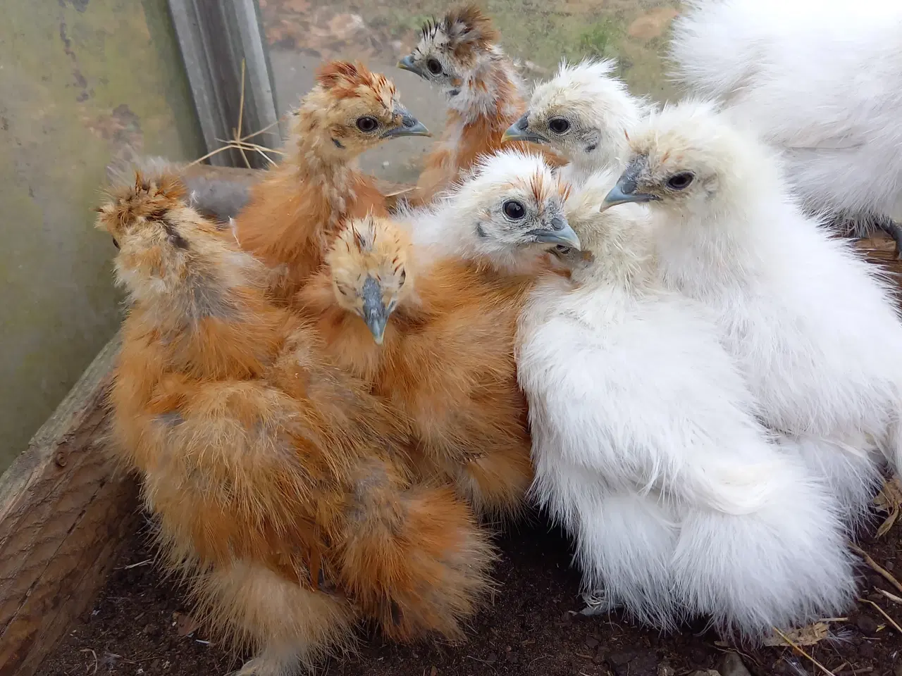 Billede 3 - 10 kyllinger fra dværg silkehøns