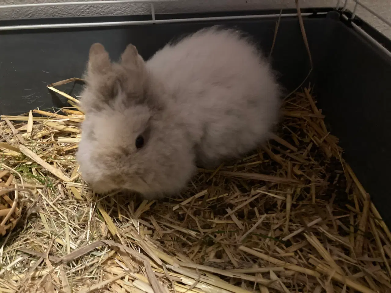 Billede 3 - Søde lille Nessie på 4 mdr søger nyt hjem