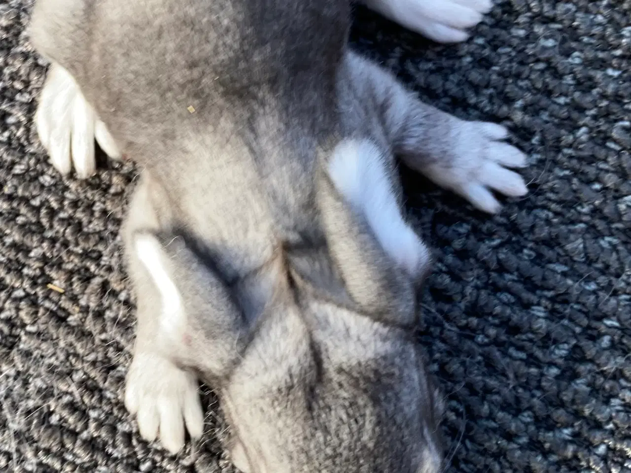 Billede 4 - FRANSK VÆDDER HAN CHINCHILLA