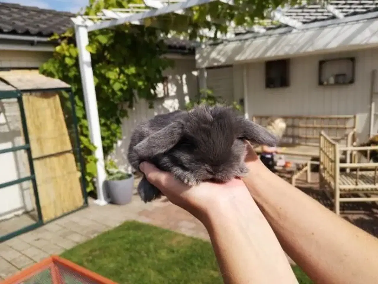 Billede 4 - Kaniner Mini lops 