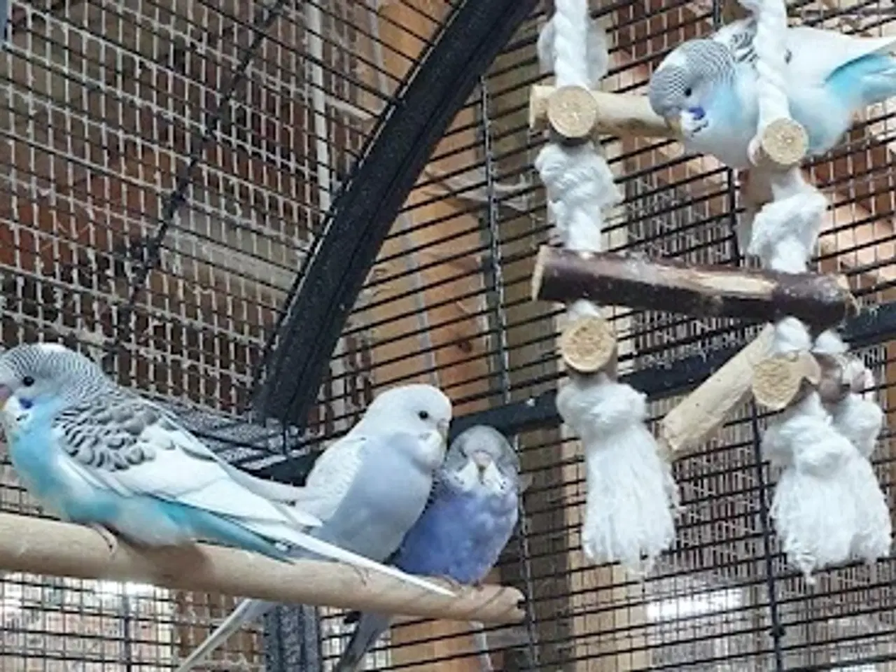 Billede 1 - Undulatunger 