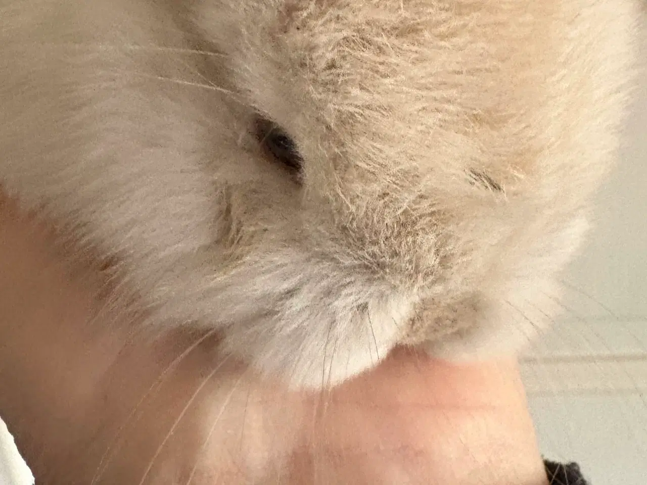 Billede 3 - Minilops unger