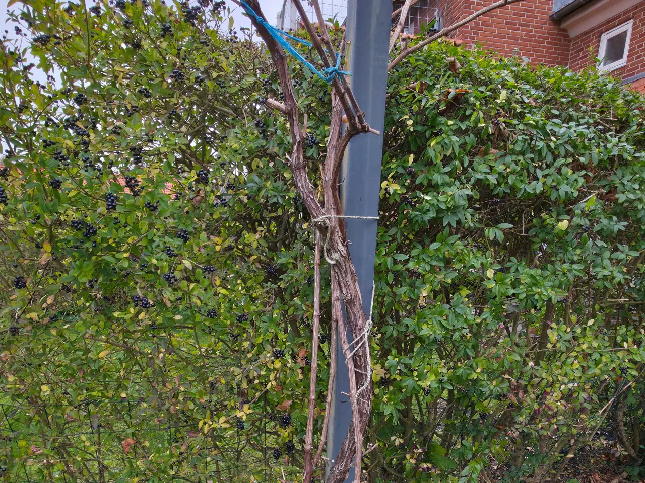 Billede 2 - Vinstok