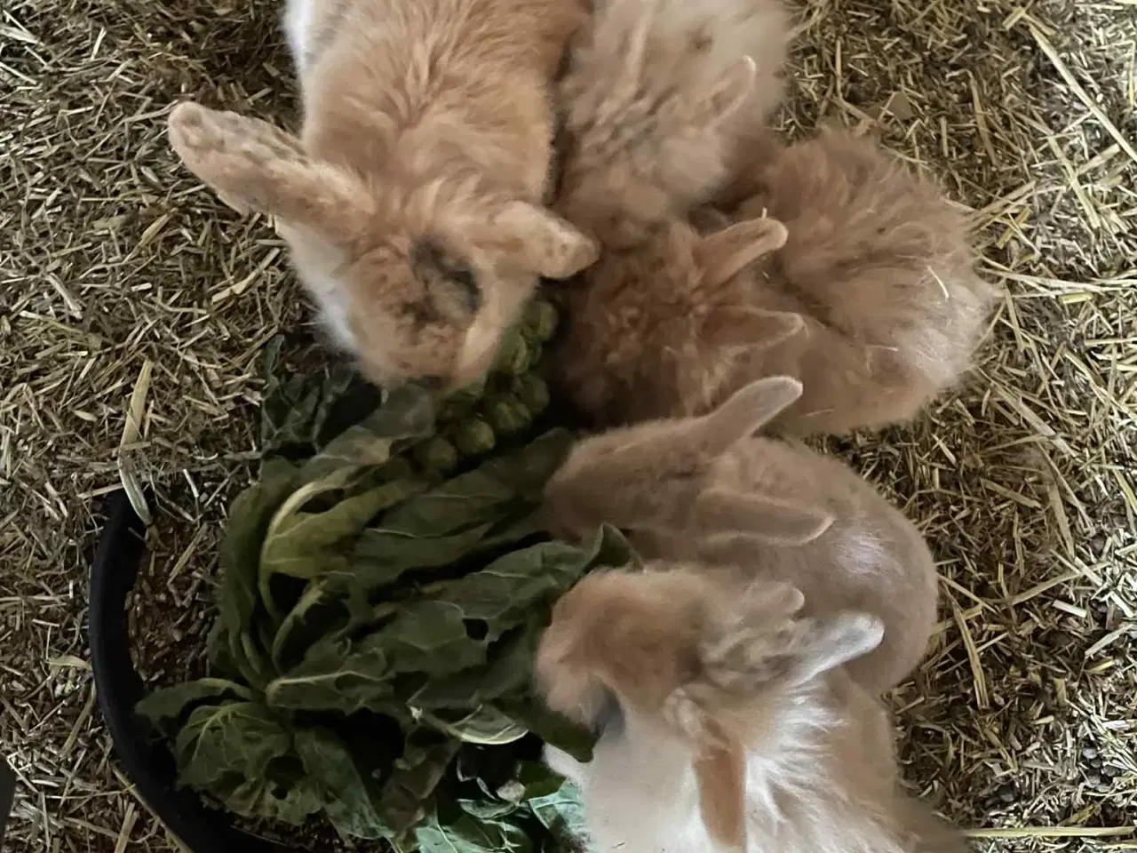 Billede 3 - Kanin unger sælges