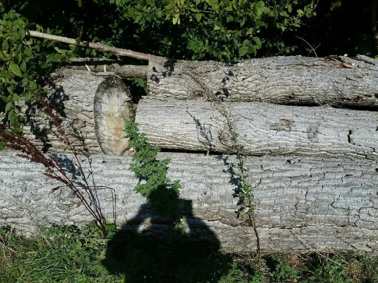 Billede 2 - Stolper stammer klodser af birk og el.