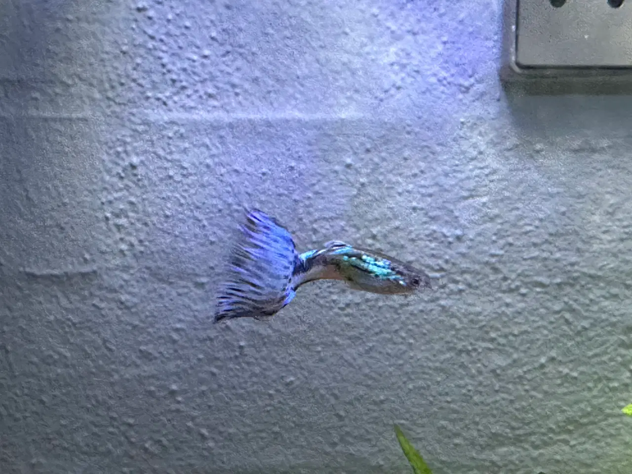 Billede 2 - Blue Neon Guppy renstammet yngel