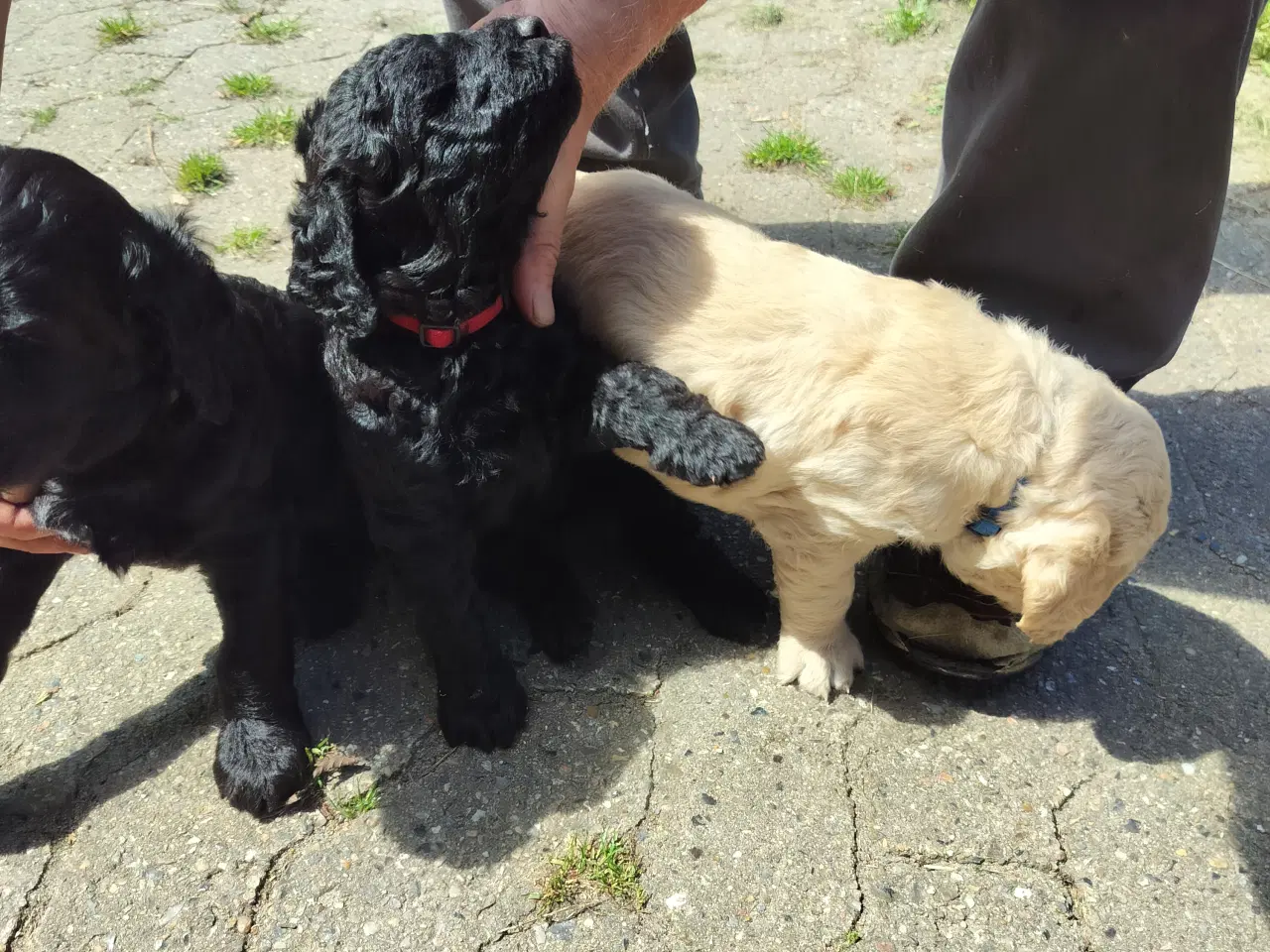 Billede 4 - Labradoodle hvalpe (F2) sælges