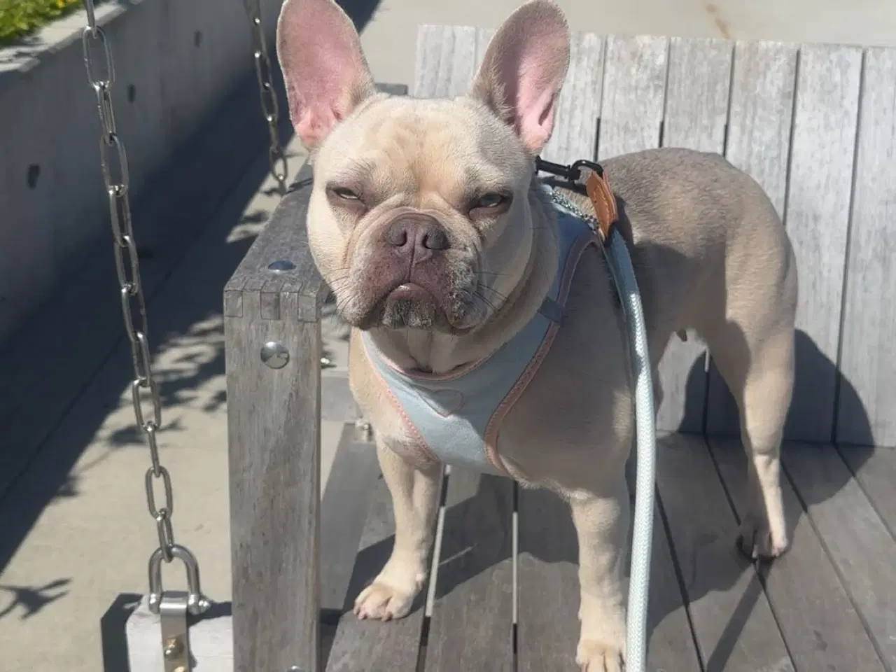 Billede 7 - Den smukkeste blue / zobel 