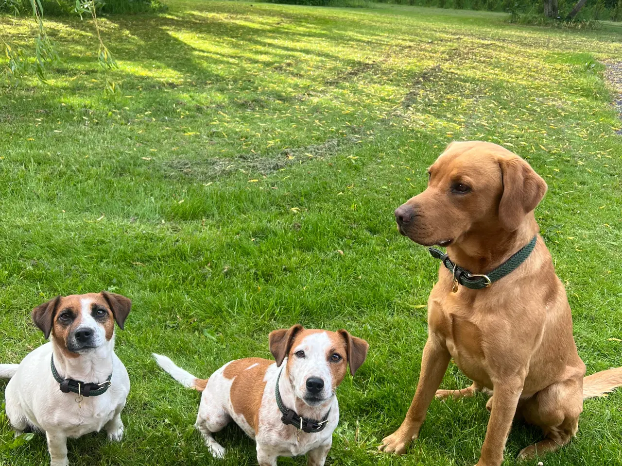 Billede 17 - Jack Russel Hvalpen