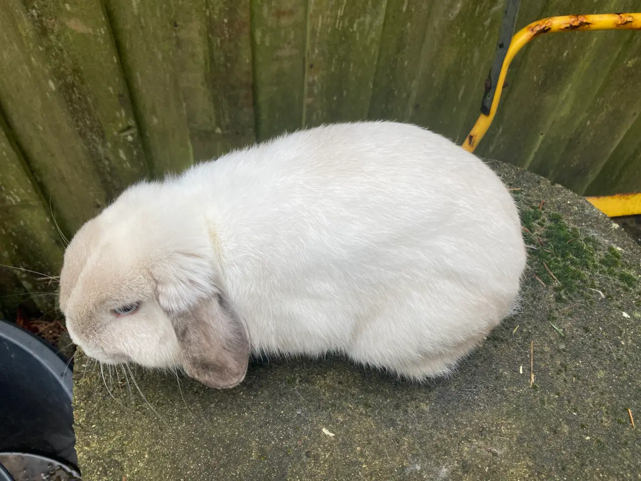 Billede 4 - Ægte Minilop Dreng