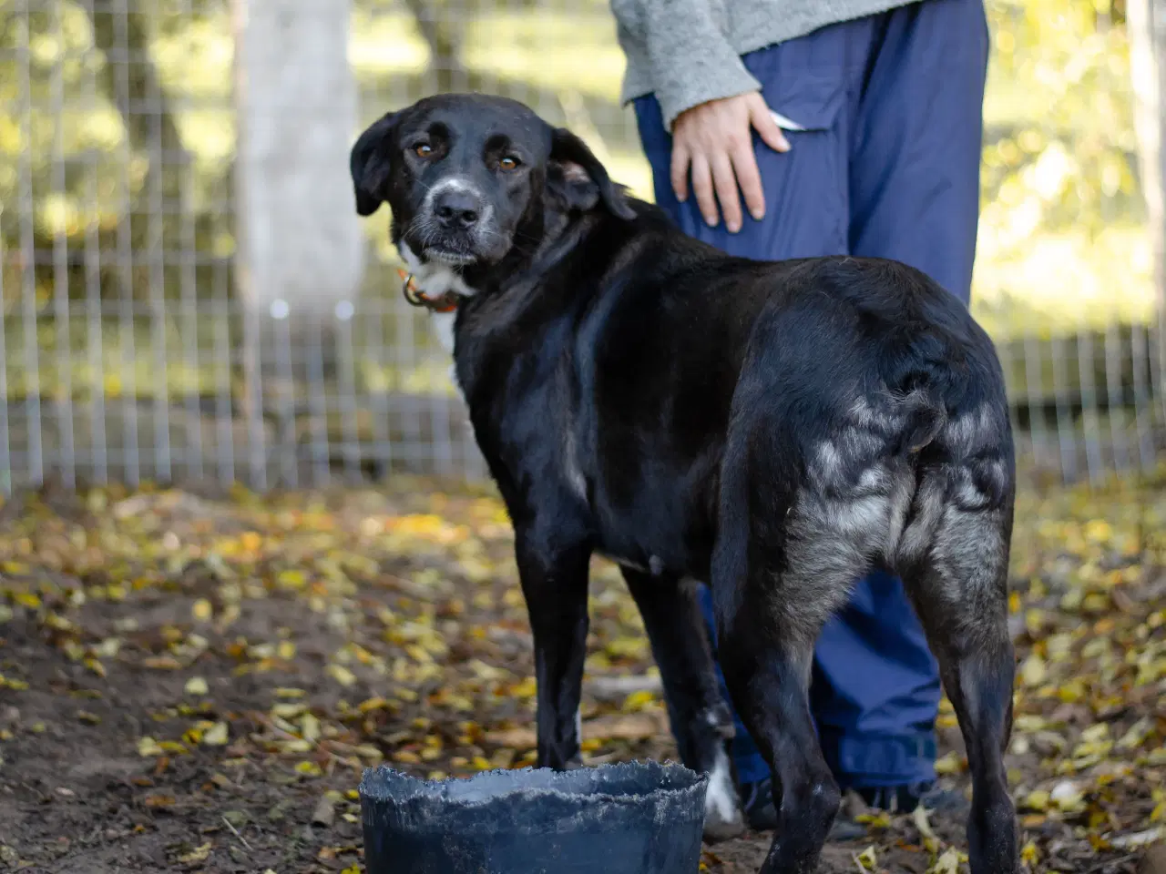 Billede 7 - Skønne Callie søger familie