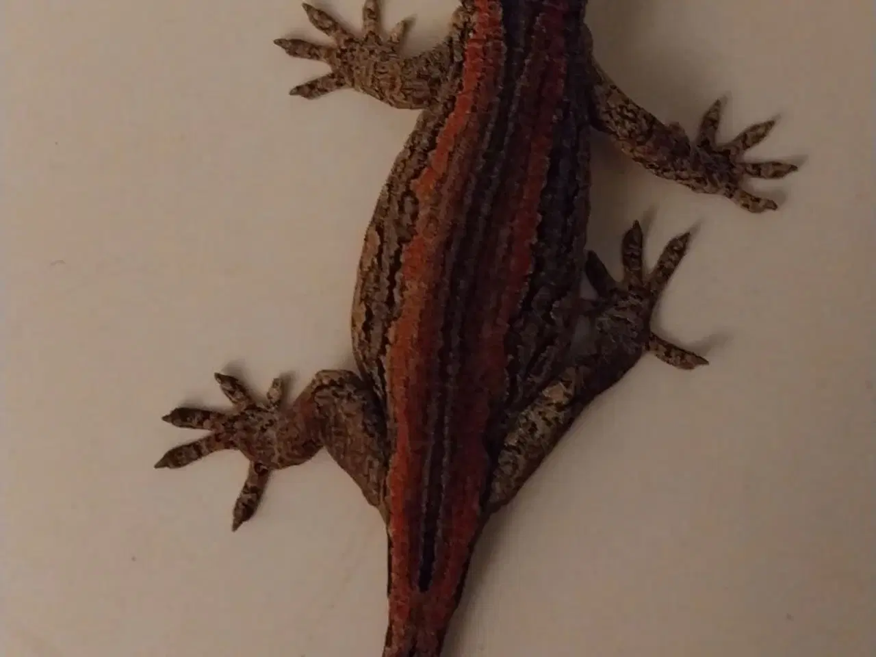Billede 1 - Omplet Terrariet  Gargoyel gekko  