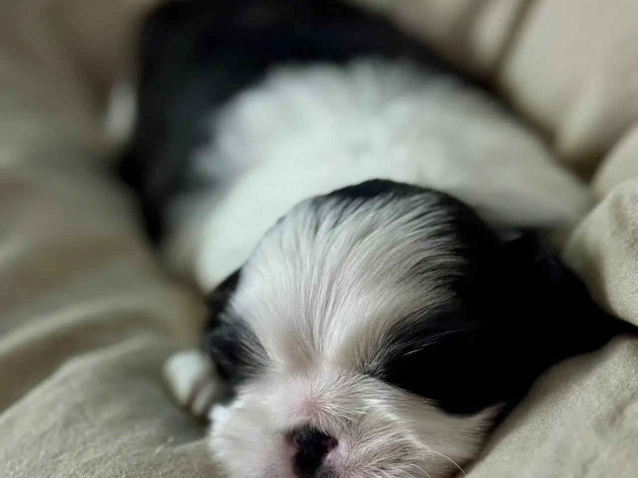 Billede 2 - Hundehvalp Shih Tzu