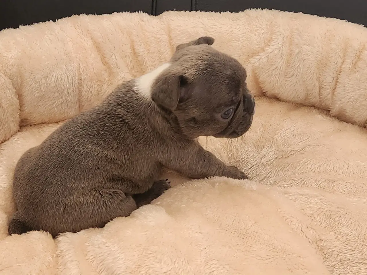 Billede 5 - Fransk bulldog hvalpe