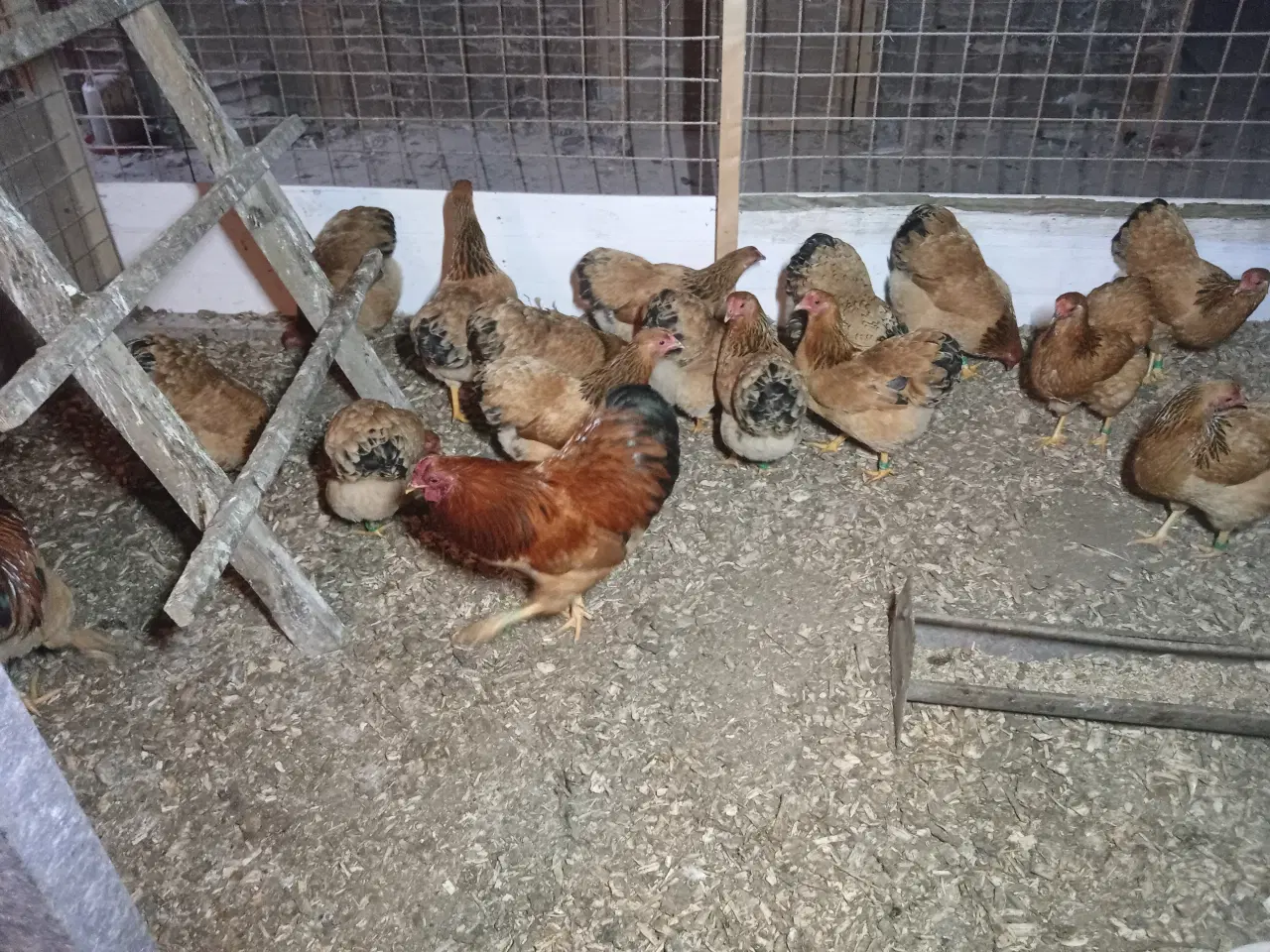 Billede 6 - Dværghøns