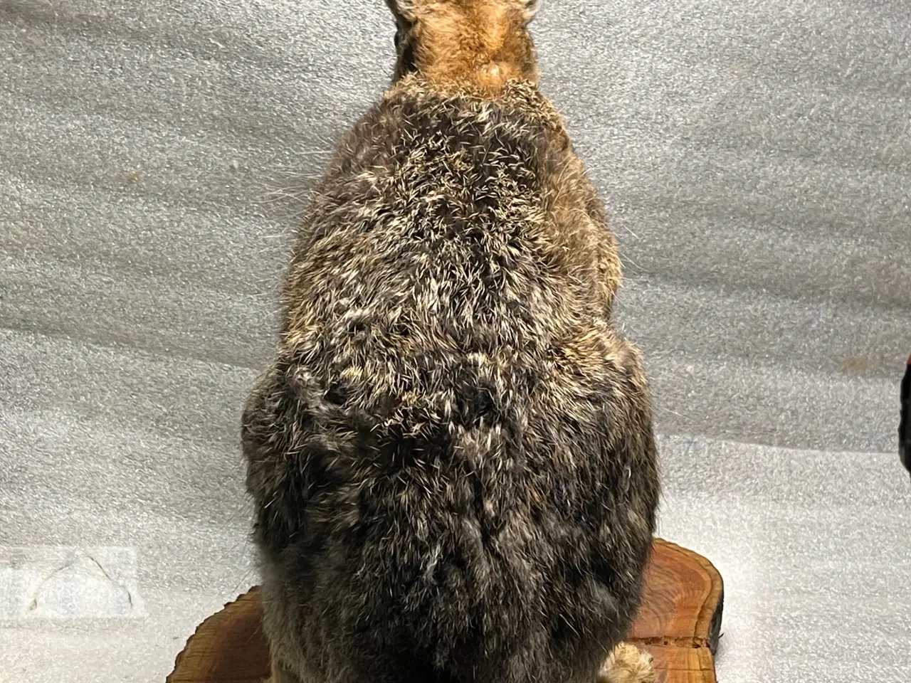 Billede 3 - Udstoppet Hare på træskive