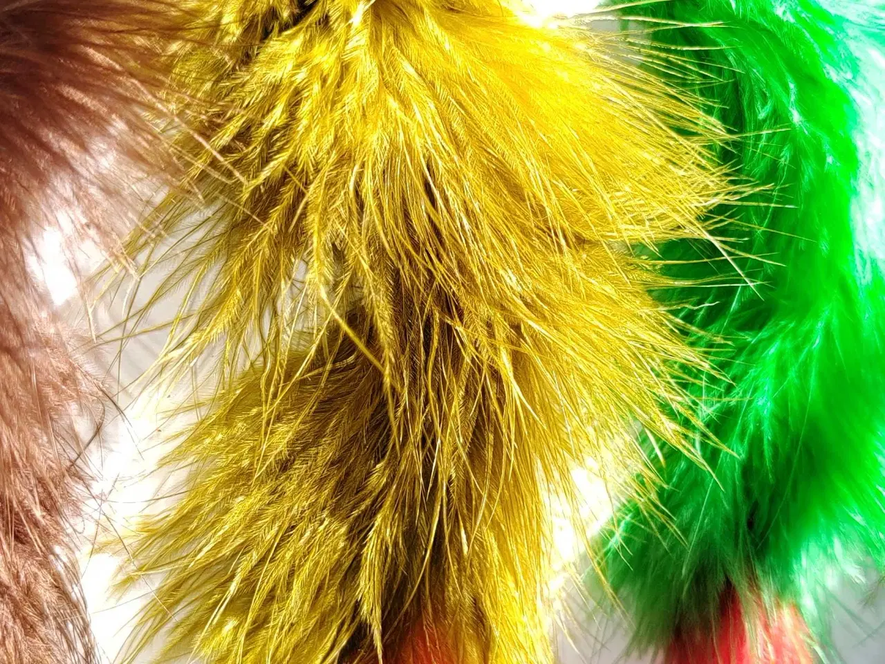 Billede 3 - 5 styks børsteorm 's fluer.