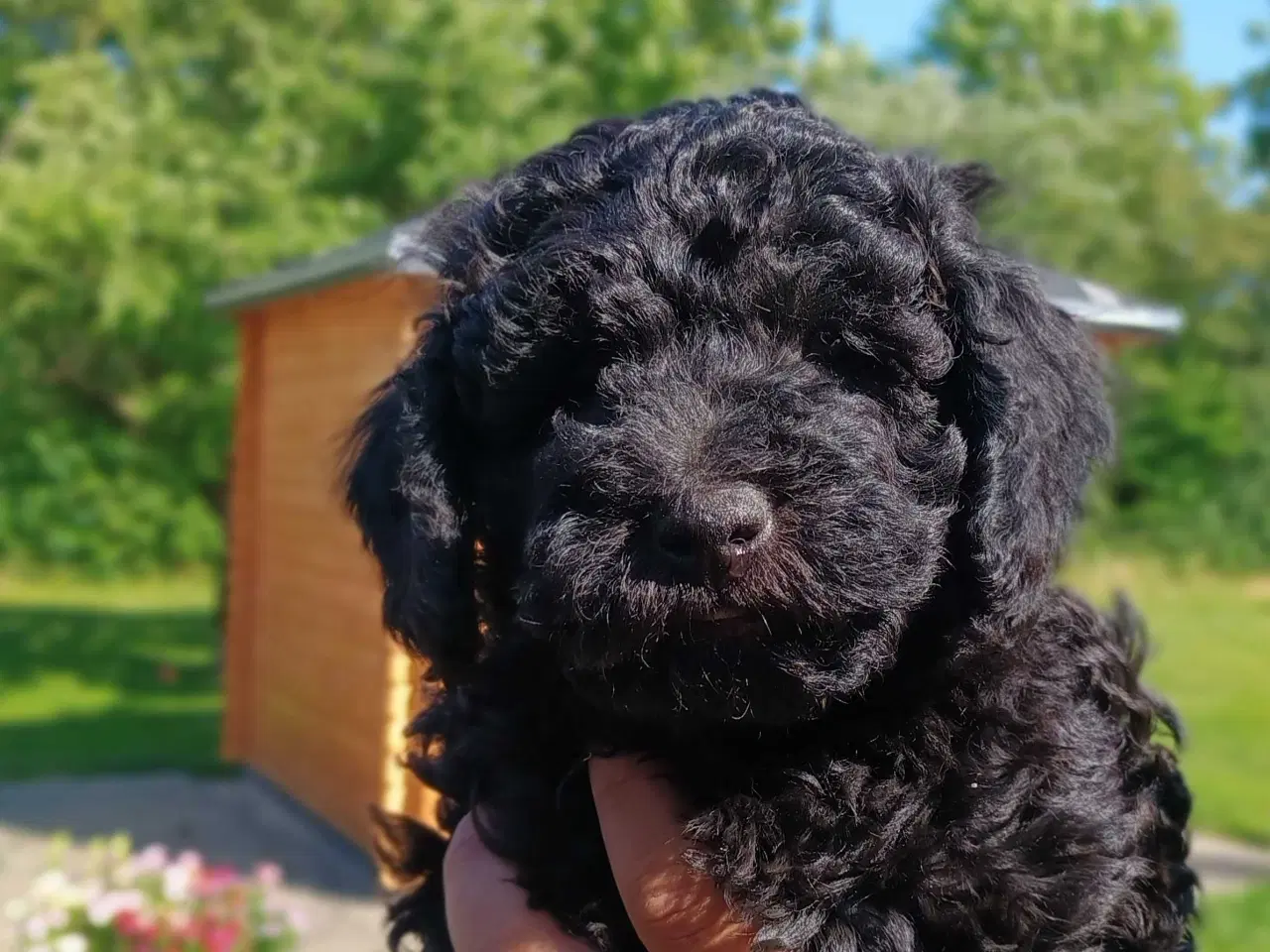 Billede 5 - Super socialiserede goldendoodles 