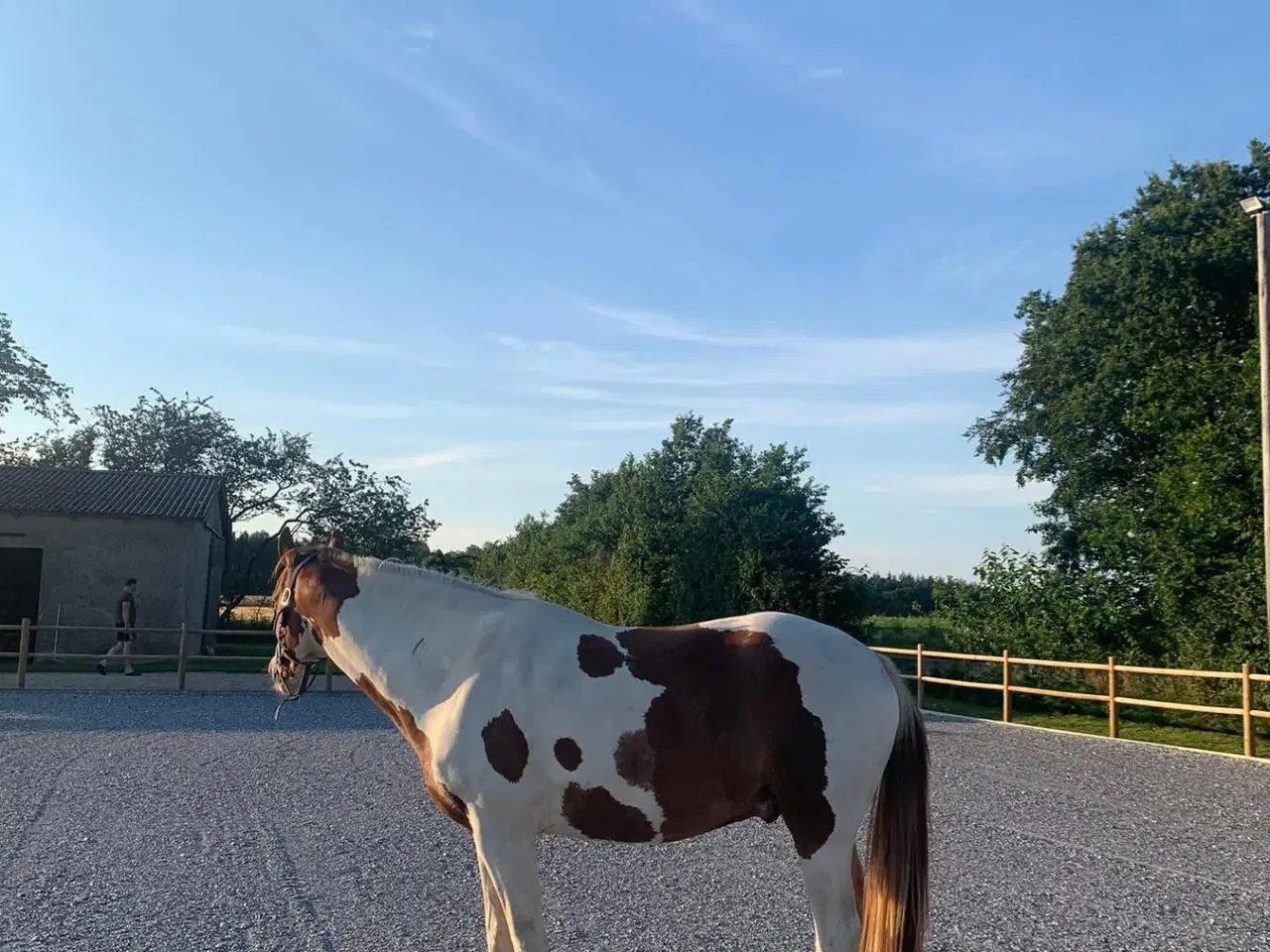 Billede 11 - Skønneste 4 års pinto vallak 