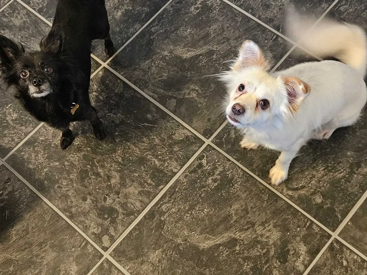 Billede 1 - Luna søger nyt hjem 