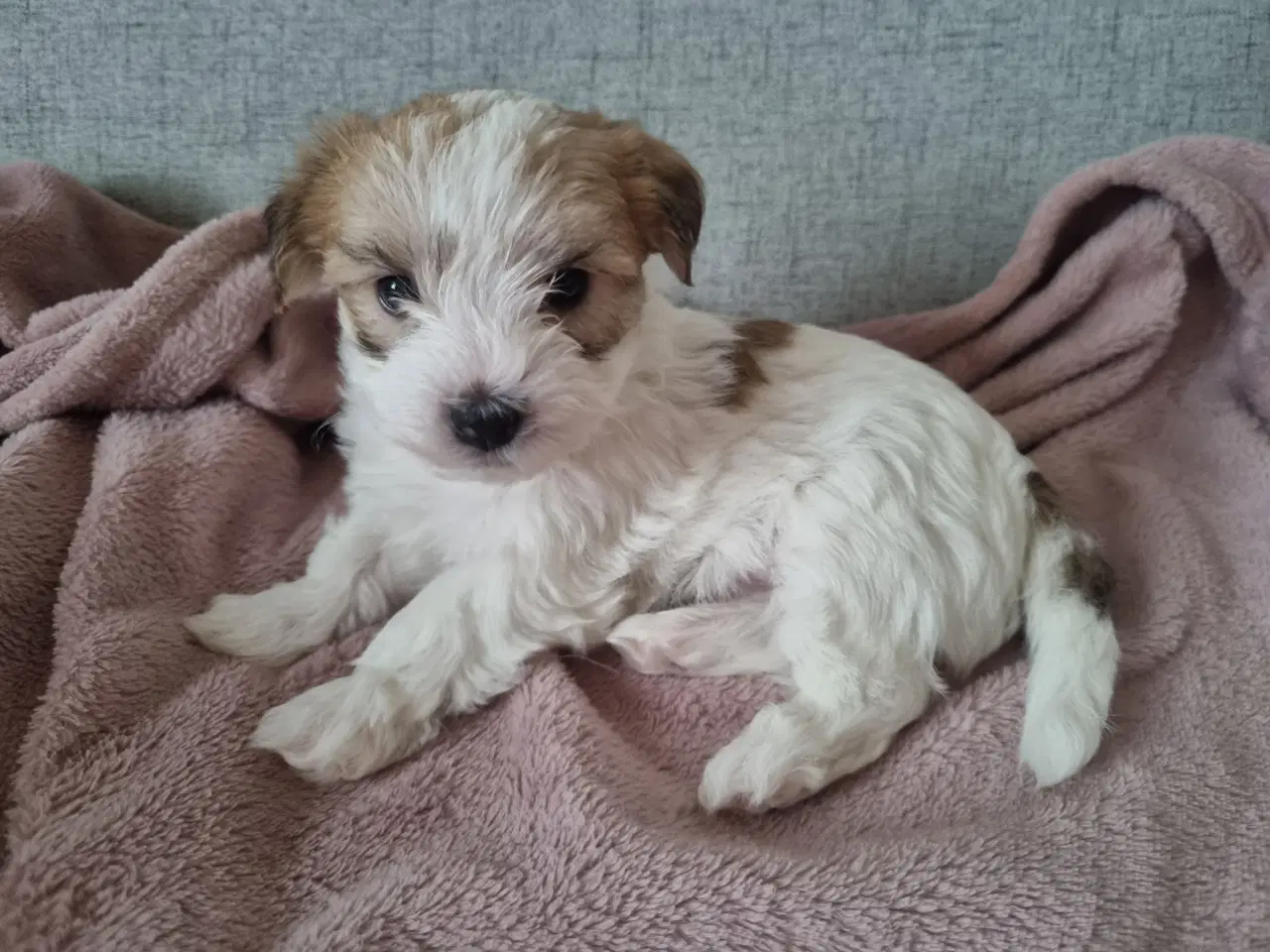 Billede 1 - Jack russell terrier/ Malteser 