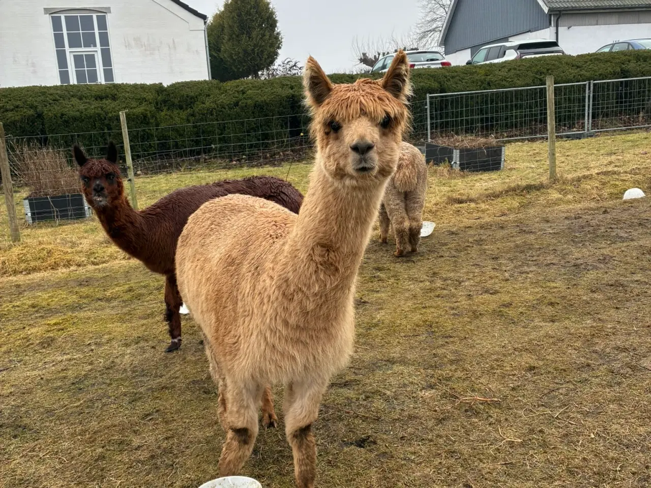 Billede 2 - Alpaca hopper