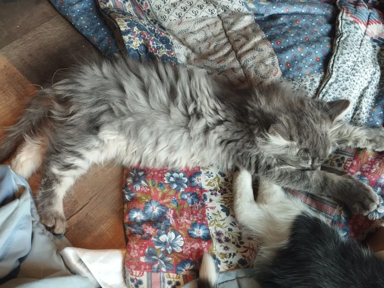 Billede 1 - Langhåret killing