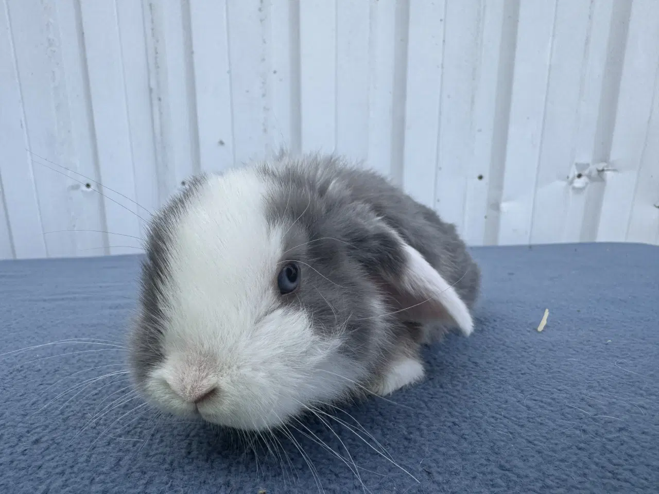 Billede 6 - Dværgvædder hankanin