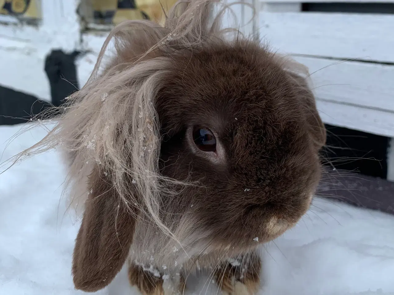 Billede 3 - Mini Leon lop han 6 mån . Bor i haven