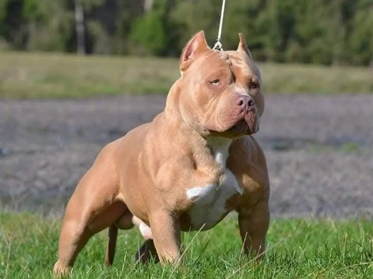 Billede 1 - American bully pocket han til avl