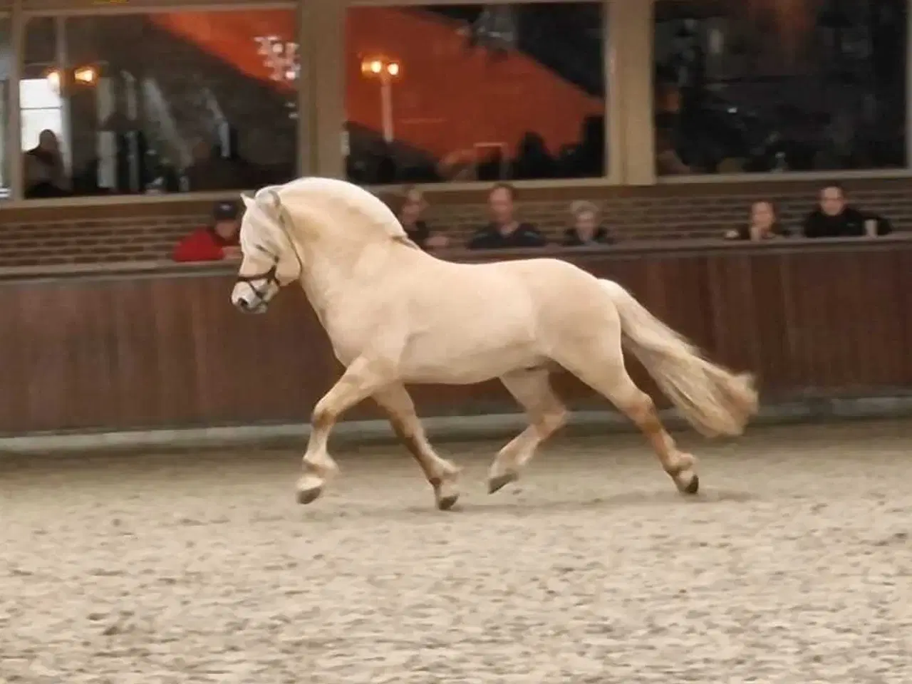 Billede 9 - Light Rødblakke Fjordhorse stallion 3 years old