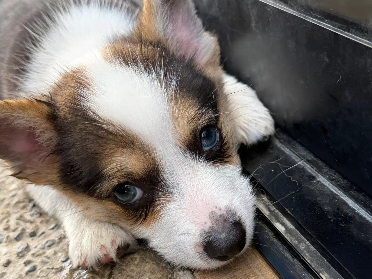 Billede 11 - Corgi Pembroke hundehvalpe